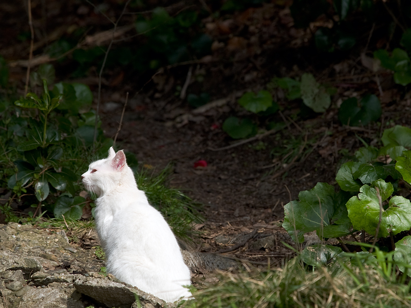 広島の猫#488_c0191394_033100.jpg