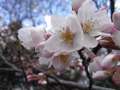 桜イリュージョン♪_b0105897_131327.jpg