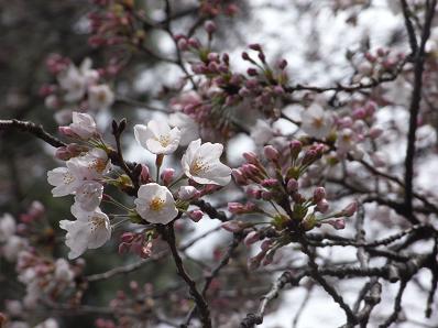 桜イリュージョン♪_b0105897_133312.jpg