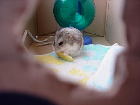寝室を拝見 (Criceto) _d0006400_2264290.jpg