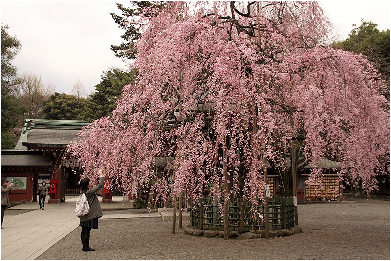 府中大國魂神社のしだれ桜_e0031502_22411079.jpg