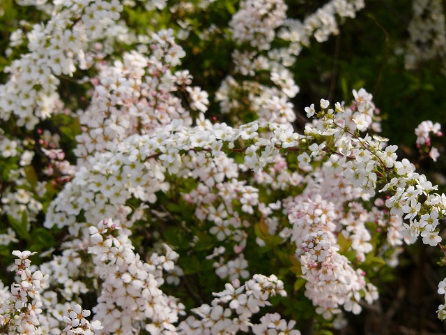 a0123003_16372634.jpg