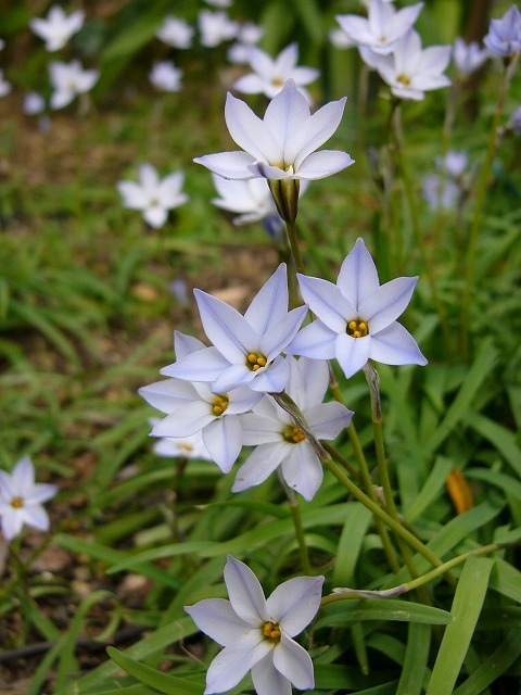 a0123003_1753675.jpg