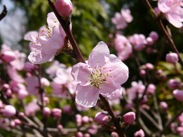 a0123003_1785136.jpg