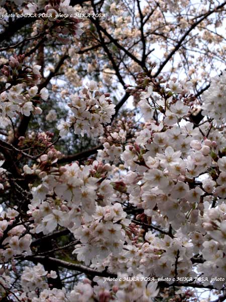 桜の花と、ぐりとぐら_b0164803_23553867.jpg