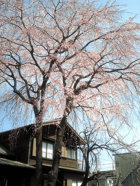 a0006605_21502140.gif