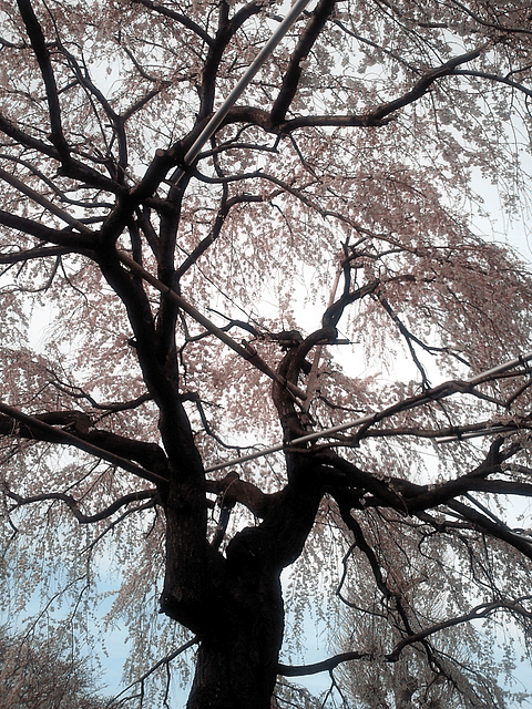 a0006605_21514784.gif