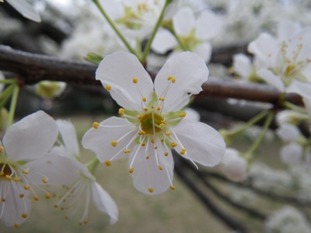 花盛り_b0049307_10265413.jpg