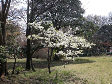 花盛り_b0049307_10274953.jpg