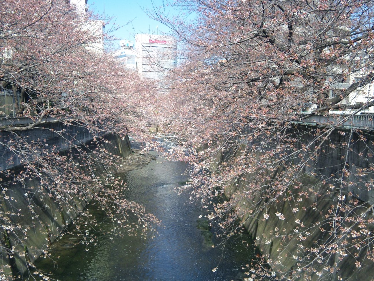 神田川の桜_c0003409_17464950.jpg