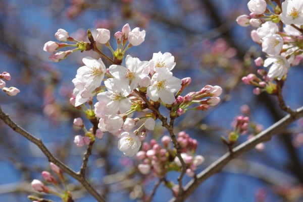 桜　３分がいいとこ_d0147812_2072236.jpg