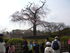 桜の季節に(^_^)_b0159315_22342160.jpg