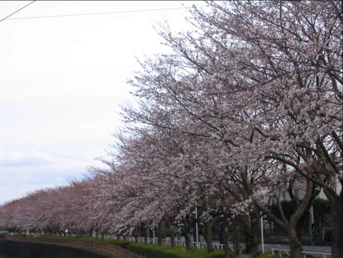 桜が満開近し…_c0219815_22181861.jpg