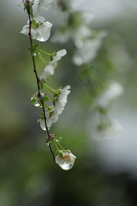 雨に濡れて…ユキヤナギ_d0089024_15361995.jpg