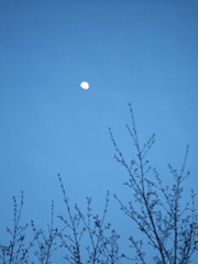 c0188928_16483387.gif