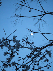 c0188928_1648441.gif