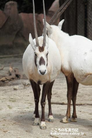 金沢動物園_e0185528_2115499.jpg