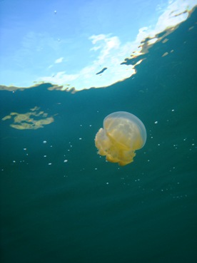 Diving & Jelly Fish Lake_b0063132_2351380.jpg