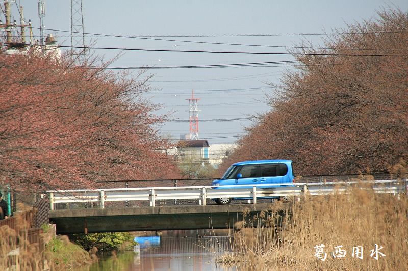 市内の桜の開花状況_e0052135_22453724.jpg