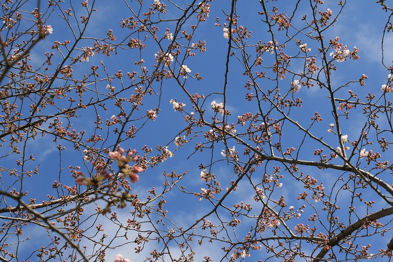 市内の桜の開花状況_e0052135_22474317.jpg