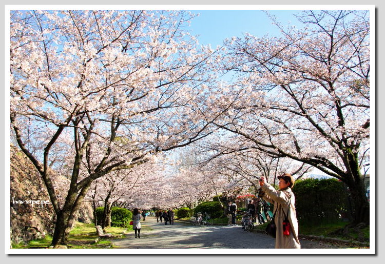  桜　　＊０１＊　　舞鶴公園_a0145741_2024176.jpg