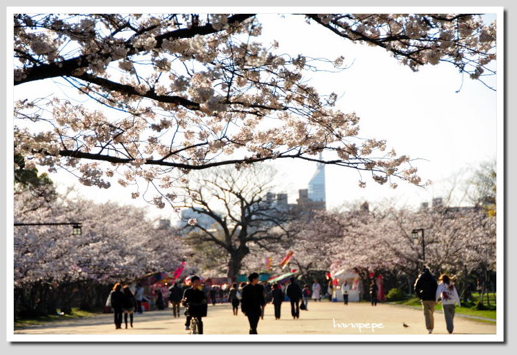  桜　　＊０１＊　　舞鶴公園_a0145741_20243382.jpg