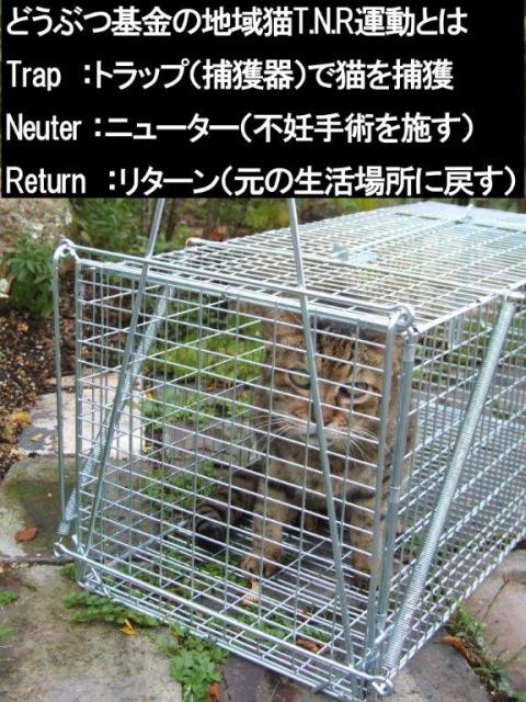 芦屋動物愛護協会バザーのお知らせ_e0129441_7325911.jpg