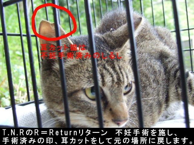 芦屋動物愛護協会バザーのお知らせ_e0129441_7333954.jpg