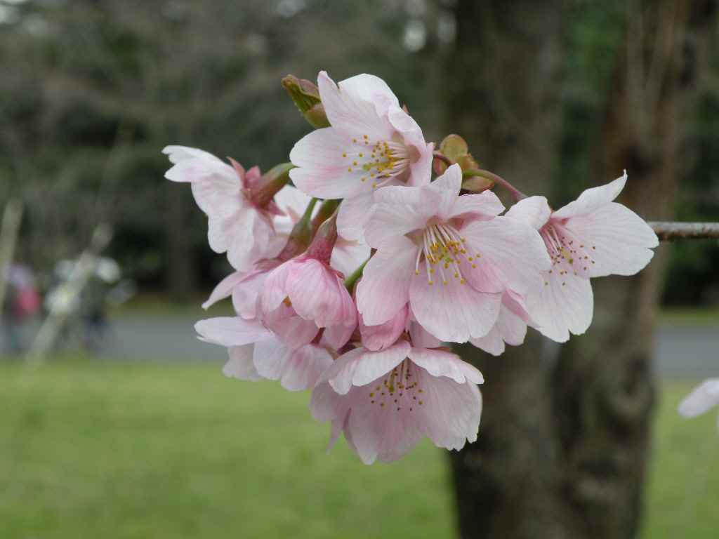 ３月２８日　櫻が咲き始めましたね。_f0117041_515971.jpg