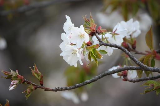 花冷えの神戸散歩_c0174043_16413982.jpg