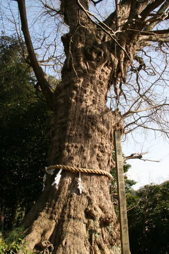 荏柄天神社_f0048546_744857.jpg