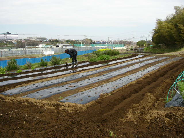 ズッキーニの畝・・・トマトの畝_c0222448_14274037.jpg