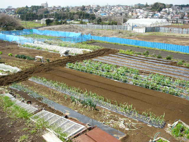 ズッキーニの畝・・・トマトの畝_c0222448_14274770.jpg