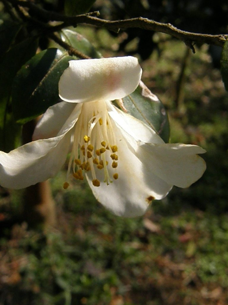 可愛い小さな花…白鳩椿_e0064158_23453952.jpg