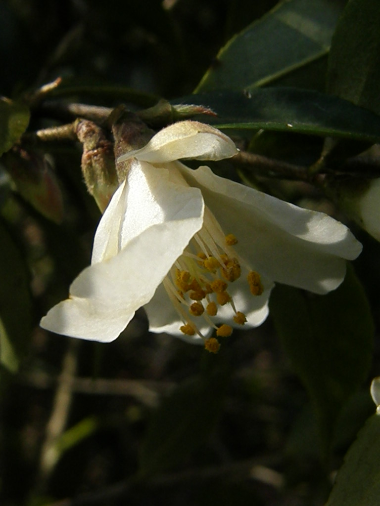 可愛い小さな花…白鳩椿_e0064158_23465597.jpg