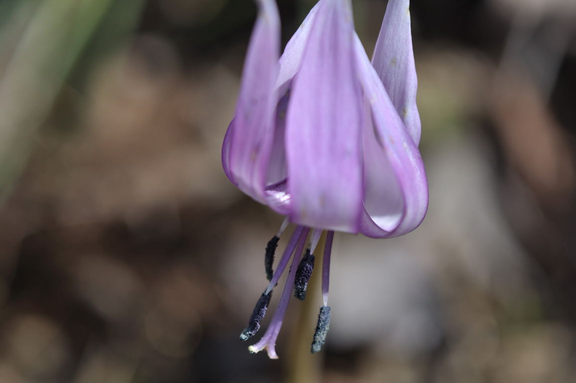 カタクリの花　4_a0169060_2020357.jpg