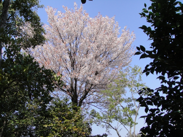 c0108460_1737278.jpg