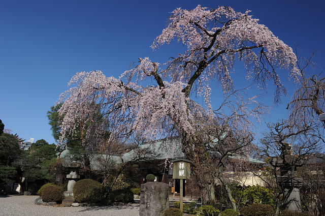 喜多院の枝垂れ桜_f0222161_2214322.jpg