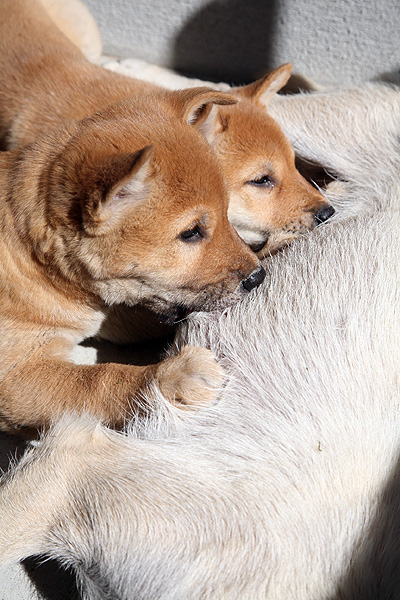 マルに見る山陰柴犬の特徴_b0123467_1734587.jpg