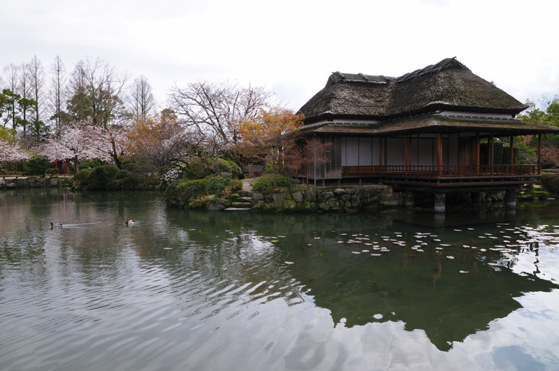 神野公園の桜_f0150672_2129121.jpg