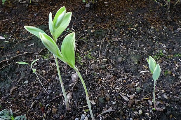 ２年目を迎えた植物③_d0030373_1901481.jpg