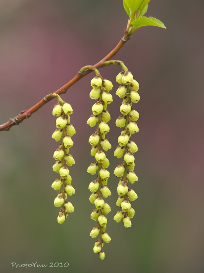 木に咲く花_b0078874_145929.jpg