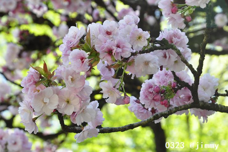 ３／２３　台湾　阿里山の桜_f0220774_1764391.jpg