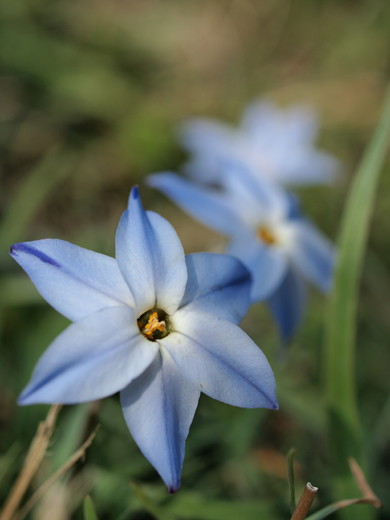 野を飾る花_a0161380_17102566.jpg