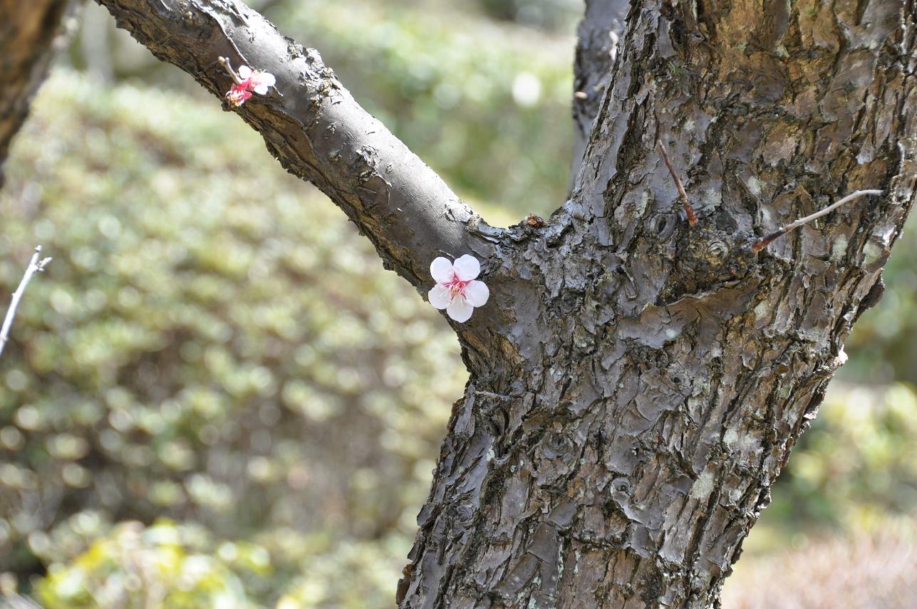 中山寺・・・季節の移り変わりをさがしに_f0225982_918927.jpg