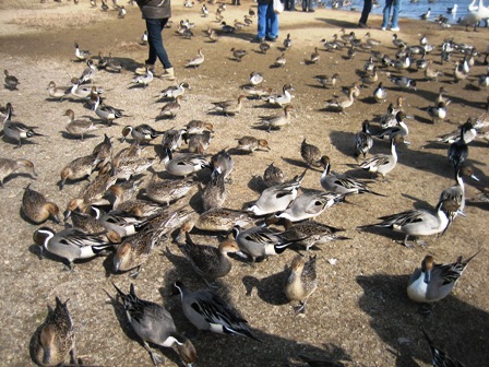 野生動物への餌やり_b0097183_11443360.jpg