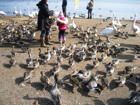 野生動物への餌やり_b0097183_11445737.jpg