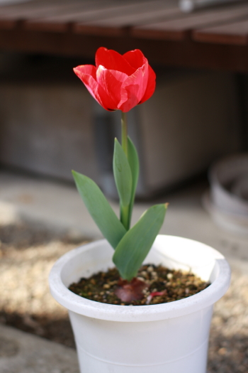 Tulip 2_b0151286_17343367.jpg