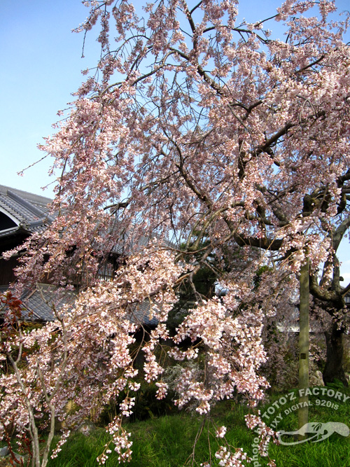 桜はまだかいな。_a0034287_2294659.jpg