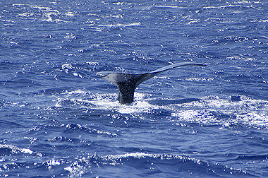 ホェール ウォッチング ー in Hawaii ー_c0193887_1383029.jpg